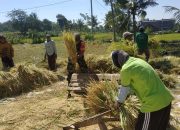 Sukses Panen Padi di Desa Dawuhan: Babinsa Berperan Penting dalam Pendampingan Petani