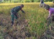 Wujud Nyata Ketahanan Pangan Nasional Babinsa Kodim 0822 Bondowoso Bantu Panen Padi