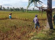 Babinsa Desa Kembang Tingkatkan Hasil Panen Padi dengan Pendampingan Inovatif
