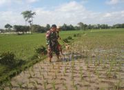 “Osrok”, Cara Tradisional Babinsa dan Petani Bersihkan Rumput Pengganggu Padi