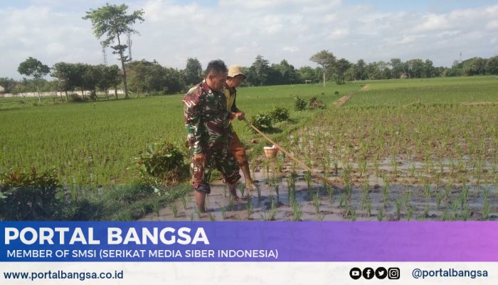 “Osrok”, Cara Tradisional Babinsa dan Petani Bersihkan Rumput Pengganggu Padi