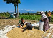 Petani Desa Sumber Salam Panen Besar, Ternyata Ini Peran Mengejutkan Babinsa!