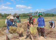 Babinsa Serda Ivonsius Pimpin Panen Padi, Wujud Nyata Dukungan TNI pada Ketahanan Pangan