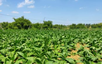 Harga Tembakau Rajang di Situbondo Tembus 130 Ribu Per-Kilogram