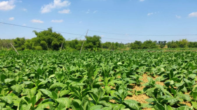 Lahan Tembakau Situbondo