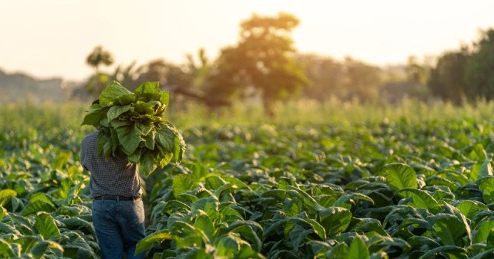 Ilustrasi Tembakau Situbondo