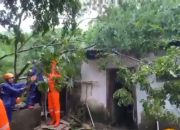 Pohon Roboh Akibat Hujan dan Angin, Tiga Rumah Ambruk