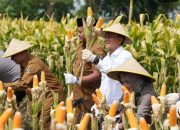 Panen Raya Jagung di Srengat Jadi Simbol Optimisme Pertanian, DPRD Kabupaten Blitar Tegaskan Komitmen Ketahanan Pangan