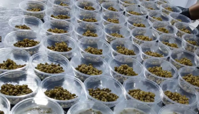 SPPG Dabasah All Out Penuhi Gizi Bumil, Siapkan Generasi Sehat Sejak Dalam Kandungan