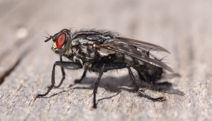 Kapan Masalah Lalat Perlu Ditangani Secara Profesional?