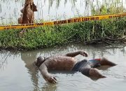 Penemuan Jenazah di Persawahan Jombang Gegerkan Warga, Polisi: Tidak Ada Tanda Kekerasan